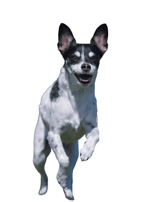 Dansk-Svensk-Gardshund-puppy