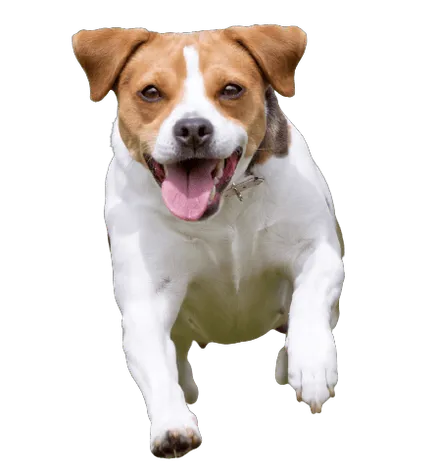 Dansk-Svensk-Gardshund-adult