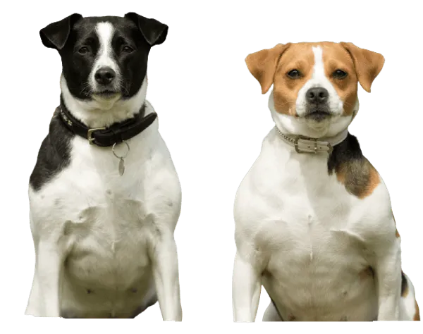 Dansk-Svensk Gårdshund Bild