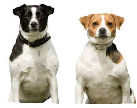 Bild für Dansk-Svensk Gårdshund