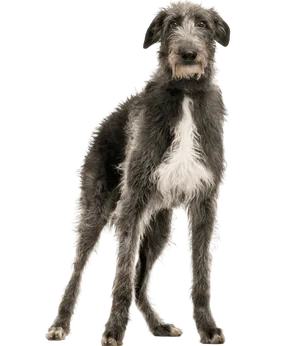 Deerhound