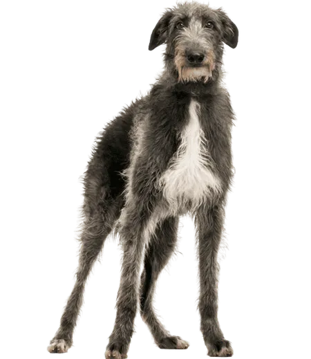Bild für Deerhound