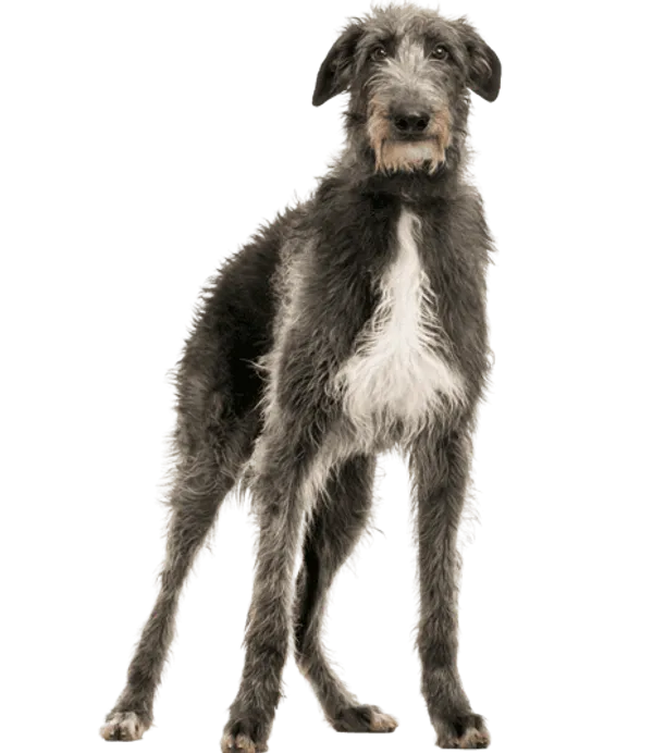 Deerhound Bild