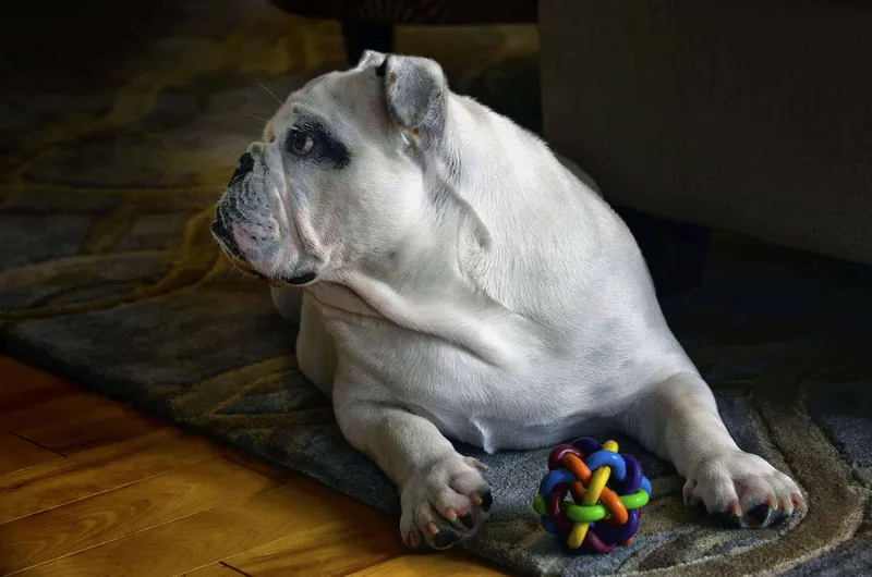 Bulldogge mit Hundespielzeug