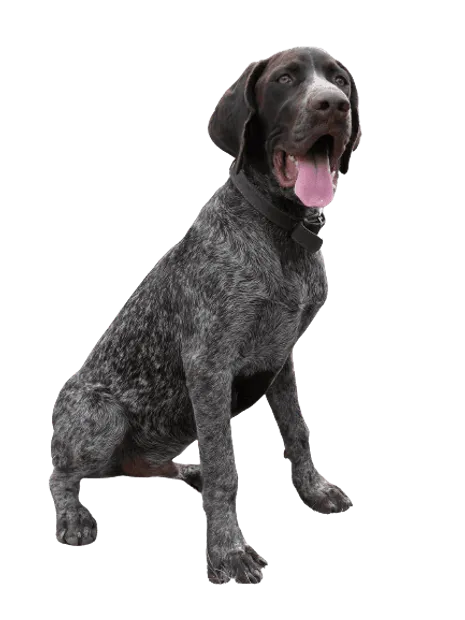 Deutsch Drahthaar Puppy