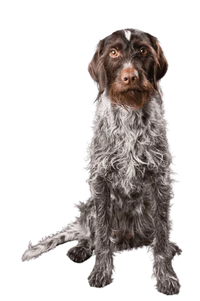 Deutsch Drahthaar Senior