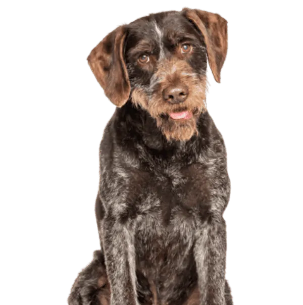 Deutsch Drahthaar Bild