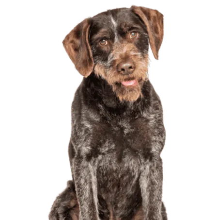 Bild für Deutsch Drahthaar