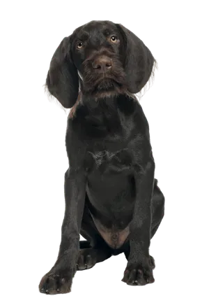 Deutsch Kurzhaar Puppy