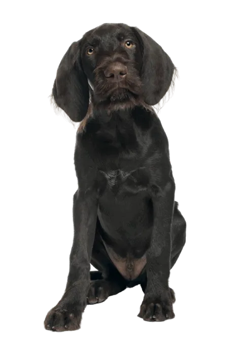 Deutsch Kurzhaar Puppy