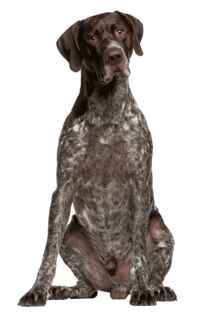 Deutsch Kurzhaar Senior