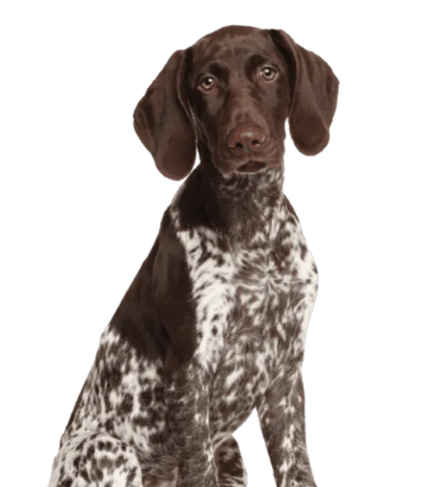 Deutsch Kurzhaar Bild