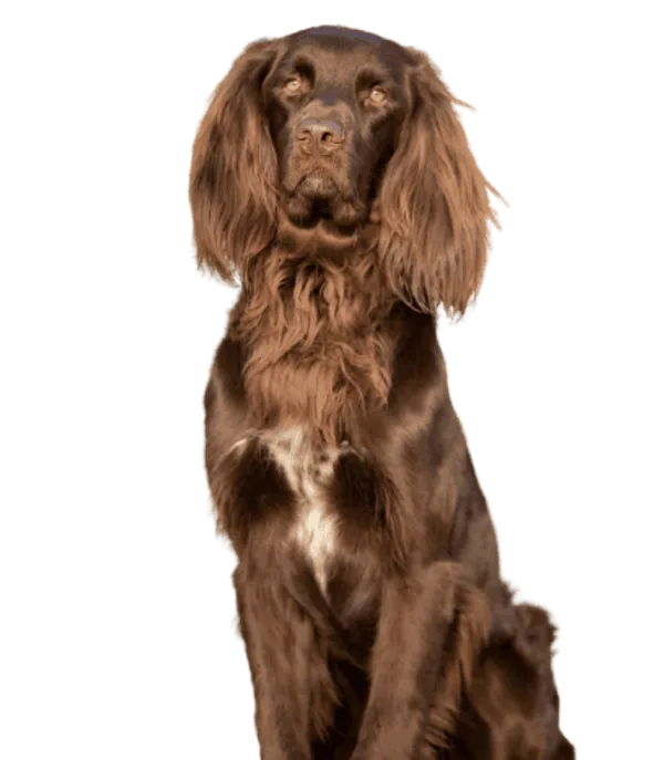 Deutsch Langhaar Bild