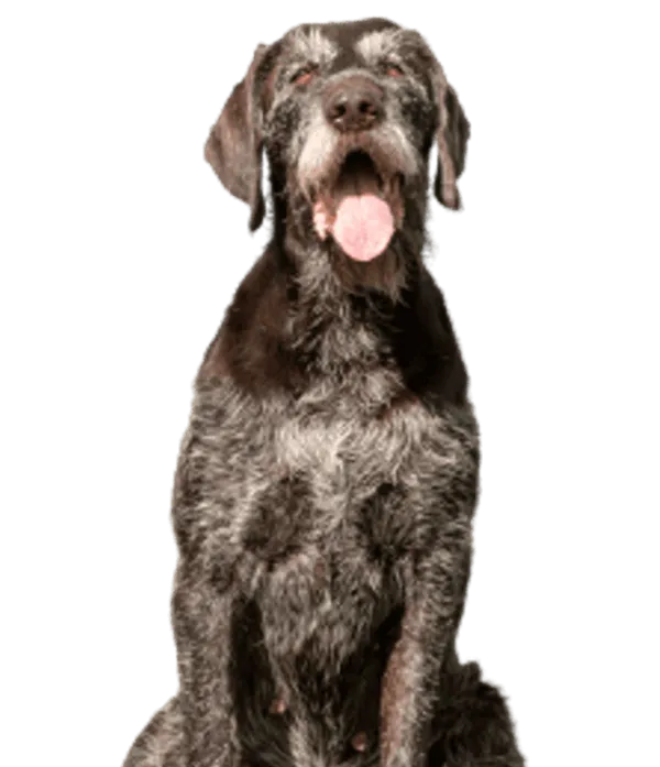 Deutsch Stichelhaar Bild