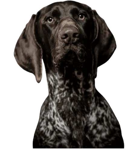 Bild für Deutsche Bracke