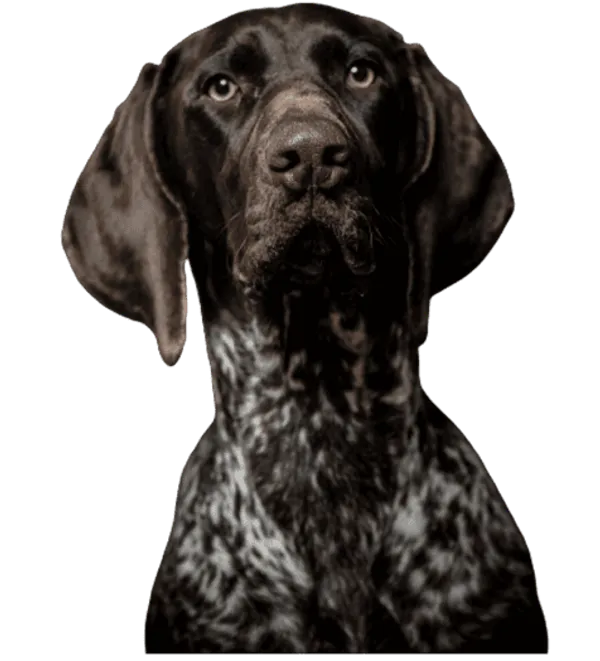 Deutsche Bracke Bild