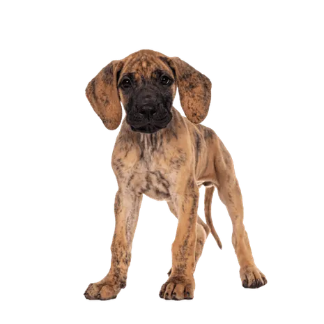 Deutsche Dogge