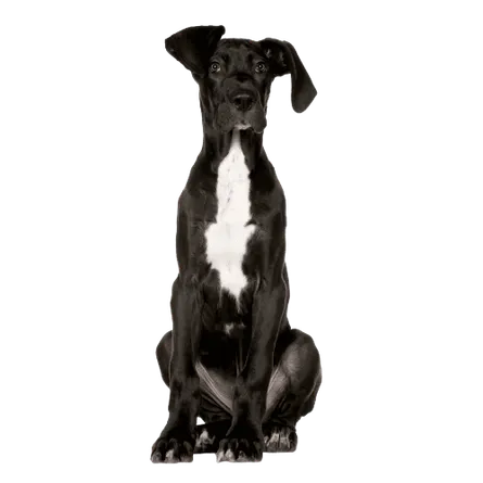 Deutsche Dogge
