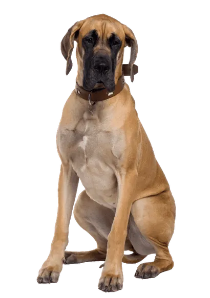 Deutsche Dogge