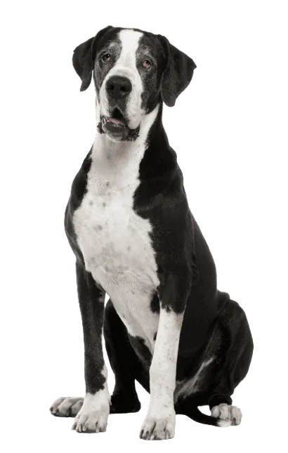 Deutsche Dogge