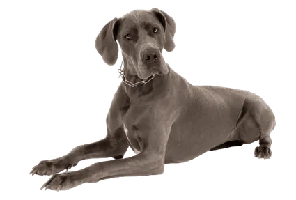Deutsche Dogge