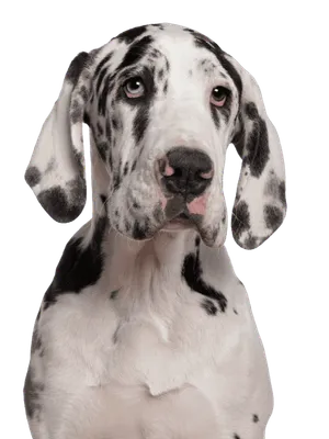 Deutsche Dogge