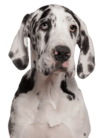 Bild für Deutsche Dogge