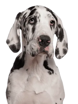 Deutsche Dogge