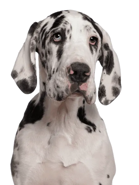 Bild für Deutsche Dogge