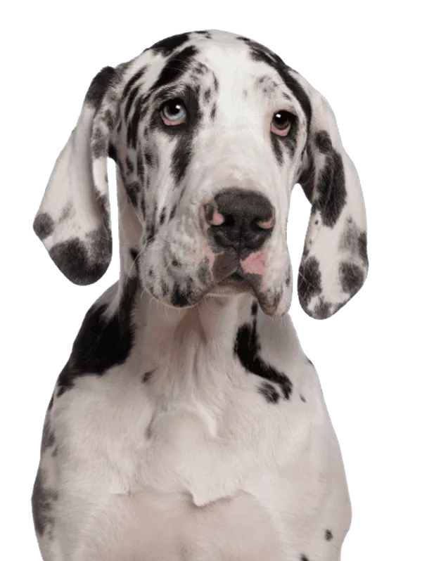 Deutsche Dogge Bild