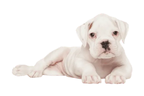Deutscher Boxer