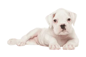 Deutscher Boxer