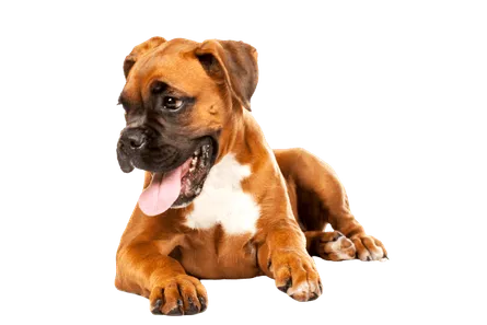 Deutscher Boxer