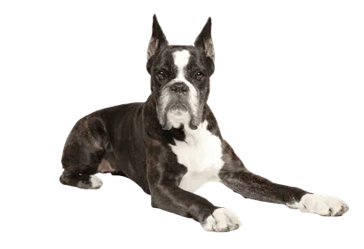 Deutscher Boxer