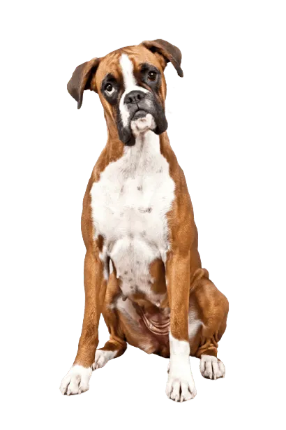 Deutscher Boxer