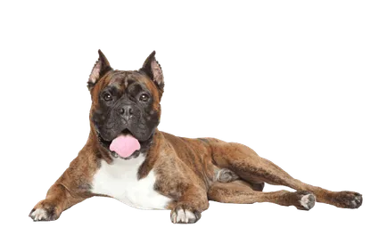 Deutscher Boxer