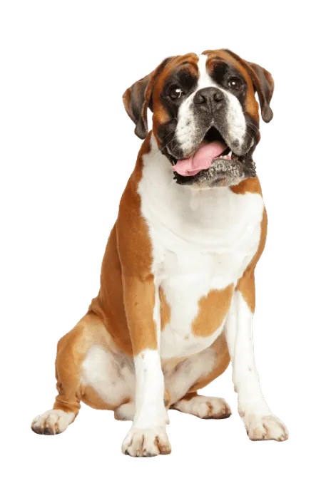 Bild für Deutscher Boxer