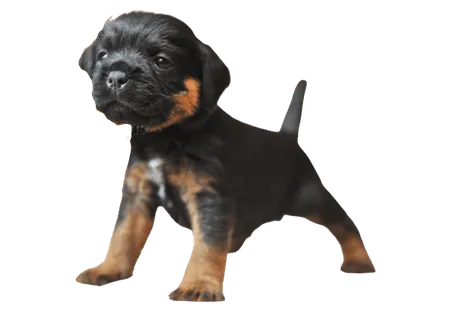 Deutscher Jagdterrier