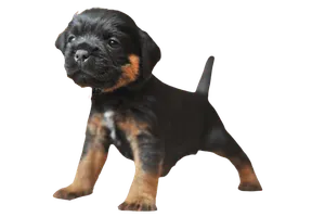 Deutscher Jagdterrier