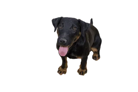 Deutscher Jagdterrier