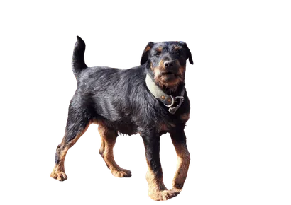 Deutscher Jagdterrier