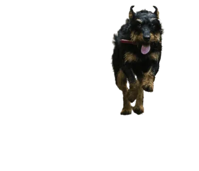 Deutscher Jagdterrier