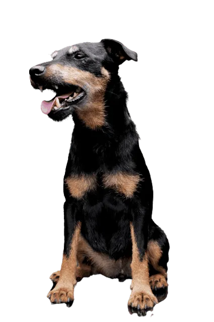 Deutscher Jagdterrier