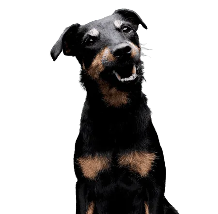 Bild für Deutscher Jagdterrier