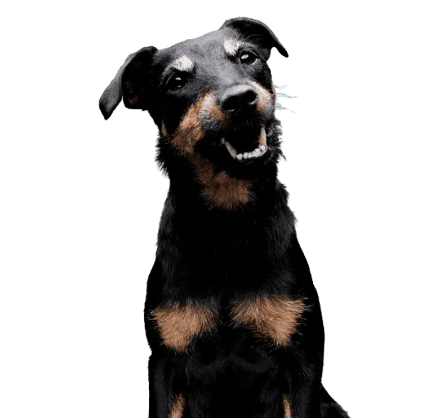 Deutscher Jagdterrier Bild