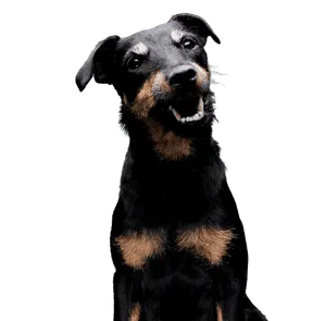 Deutscher Jagdterrier