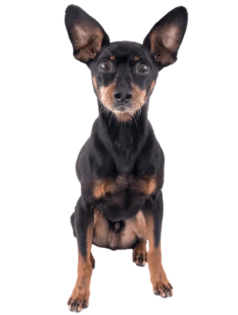 Deutscher Pinscher 1