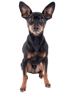 Deutscher Pinscher 1