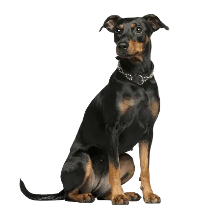 Deutscher-Pinscher-Adult