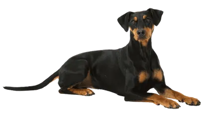 Deutscher Pinscher